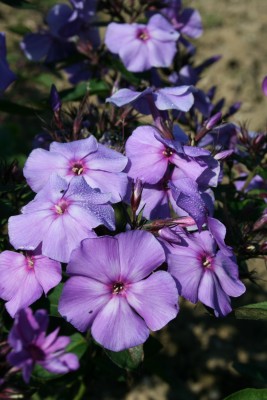 Bild von Phlox paniculata Blue Paradise