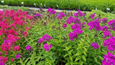 Bild von Phlox paniculata Düsterlohe