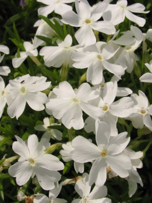 Bild von Phlox subulata Maischnee