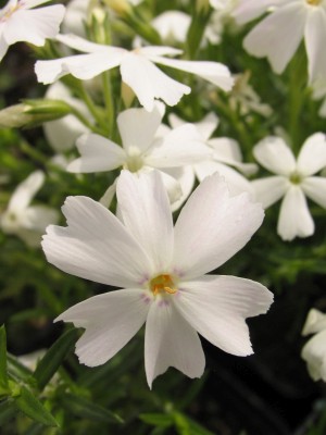 Bild von Phlox subulata White Delight