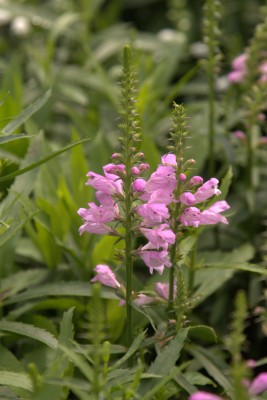 Bild von Physostegia virginianum Vivid