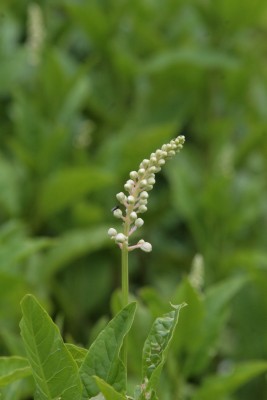 Bild von Phytolacca americana 