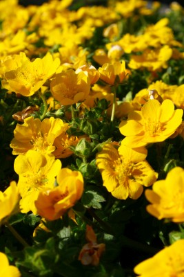 Bild von Potentilla neumanniana Orange Form