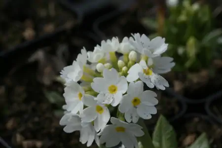 Bild von Primula denticulata Alba