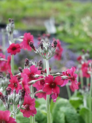 Bild von Primula pulverulenta