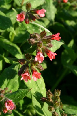 Bild von Pulmonaria officinalis Dora Bielefeld