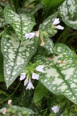 Bild von Pulmonaria officinalis Frühlingshimmel