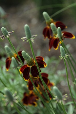 Bild von Ratibida col.var.pulcherima Red Midget