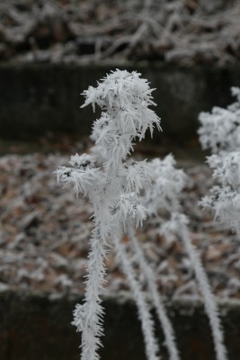 Bild von Rodgersia henrici