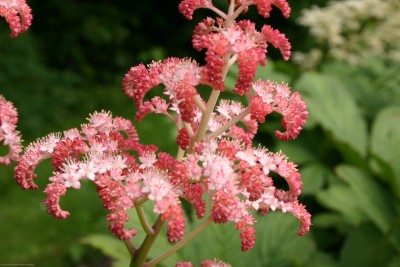Bild von Rodgersia x-cult. Die Stolze