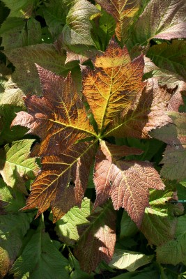 Bild von Rodgersia podophylla