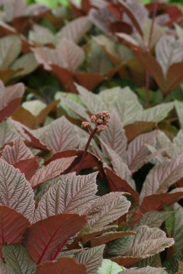 Bild von Rodgersia purdomii
