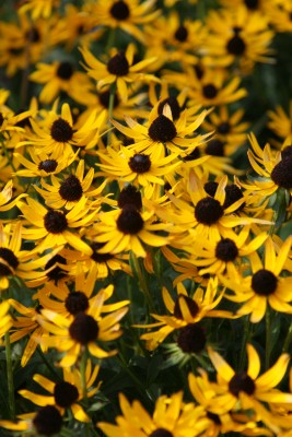 Bild von Rudbeckia fulgida Little Gold Star
