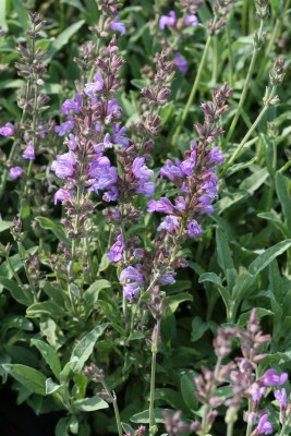 Bild von Salvia lavandulifolia