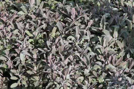 Bild von Salvia officinalis Purpurascens