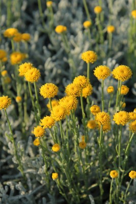Bild von Santolina chamaecyparissus