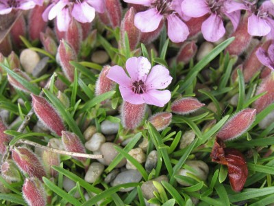 Bild von Saponaria x-olivana