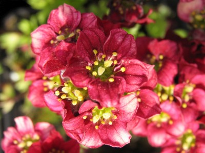 Bild von Saxifraga x-arendsii Luschtinez