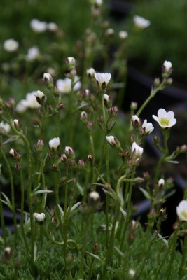 Bild von Saxifraga x-arendsii Schneeweißchen