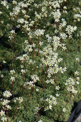 Bild von Saxifraga caesia