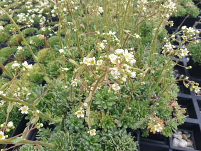 Bild von Saxifraga paniculata aizoon