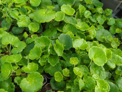 Bild von Saxifraga rotundifolia