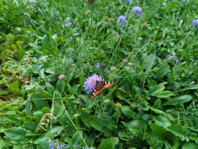 Bild von Scabiosa columbaria