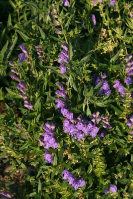 Bild von Scutellaria baicalensis