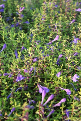 Bild von Scutellaria scordiifolia