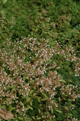 Bild von Sedum album Coral Carpet