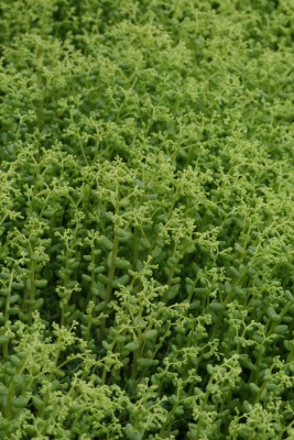 Bild von Sedum album ssp.micranthum Chloroticum