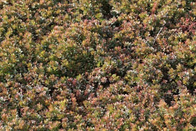 Bild von g Sedum floriferum Weihenst.Go.Spro
