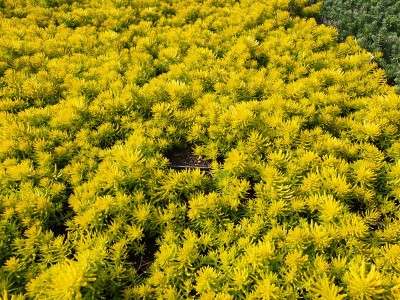 Bild von Sedum reflexum Angelina