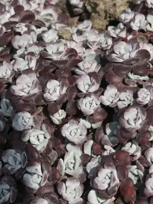 Bild von Sedum spatulifolium Purpureum