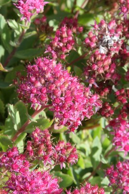 Bild von Sedum spectabile Carmen