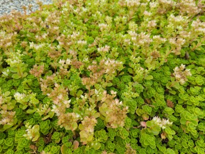 Bild von Sedum spurium Album Superbum