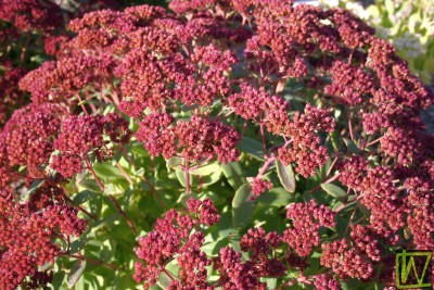 Bild von Sedum x cult. Abygale