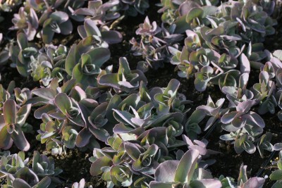 Bild von Sedum telephium Xenox