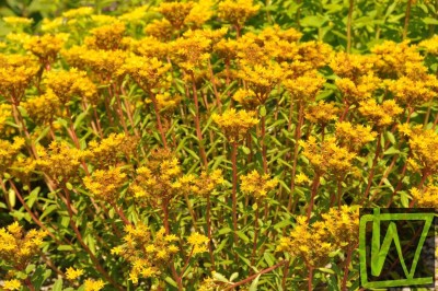 Bild von Sedum telephium ssp.maximum