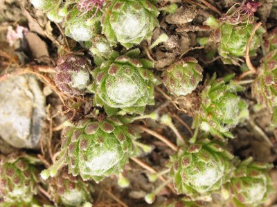 Bild von Sempervivum arachnoideum