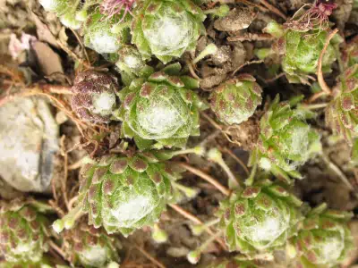 Bild von Sempervivum arachnoideum