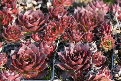 Bild von Sempervivum x-cult. Brown Owe