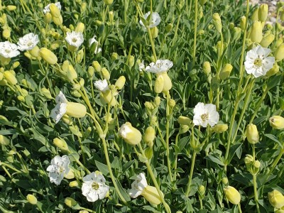 Bild von Silene uniflora Weißkehlchen