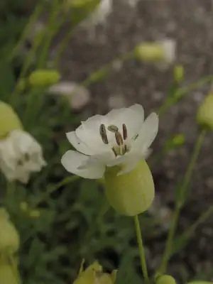 Bild von Silene uniflora Weißkehlchen