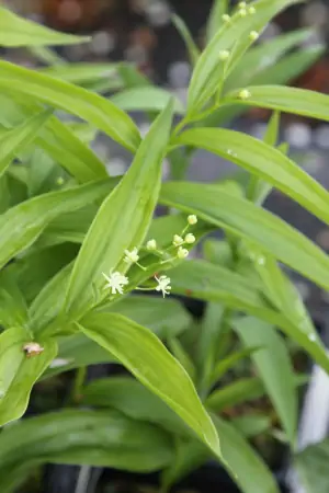 Bild von Maianthemum Smilacina racemosum 