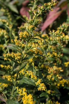 Bild von Solidago rugosa Fireworks