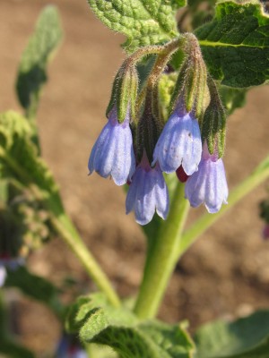 Bild von Symphytum azureum
