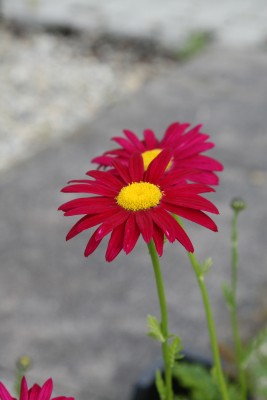 Bild von Tanacetum coccineum Robinsons Rot