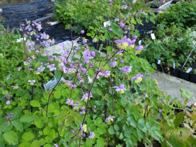 Bild von Thalictrum rochebrunianum