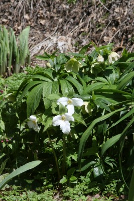 Bild von Trillium grandiflorum